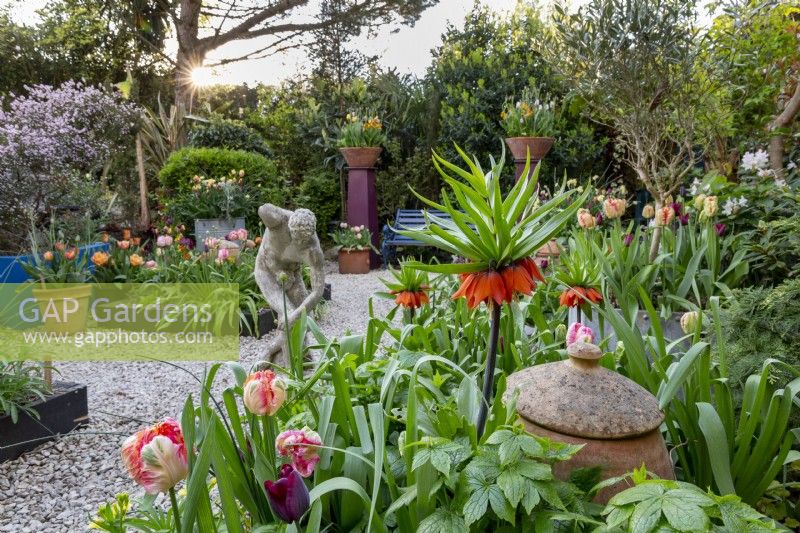 Small London garden in spring with tulip collection with Fritillaria imperialis 'William Rex'