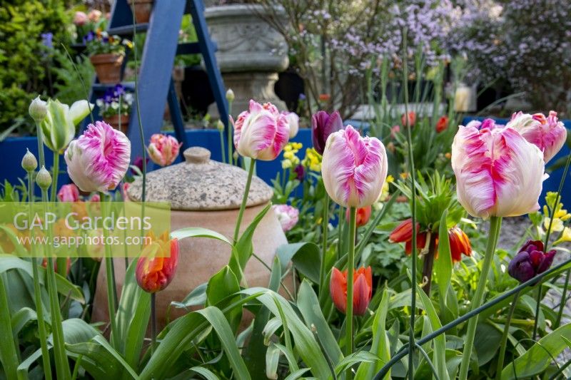 Tulipa 'Weber's Parrot', tulip 'Hermitage'