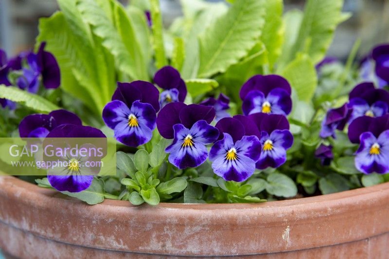 Viola 'Blue Jeans' in terracota container