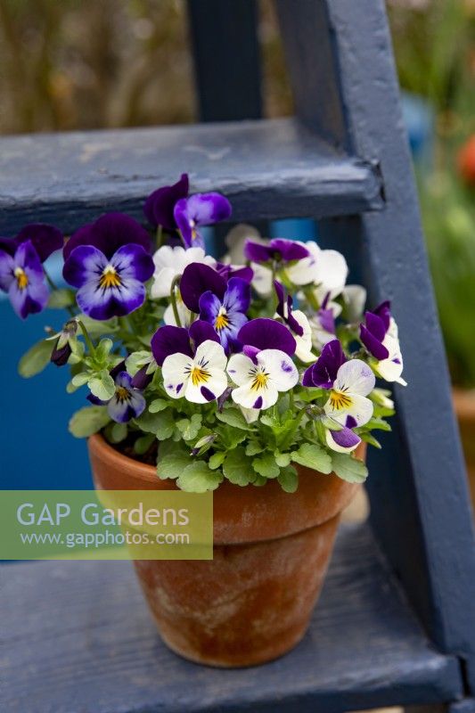 Viola 'Blue Jeans' and assorted colours in terracota container on blue painted ladder
