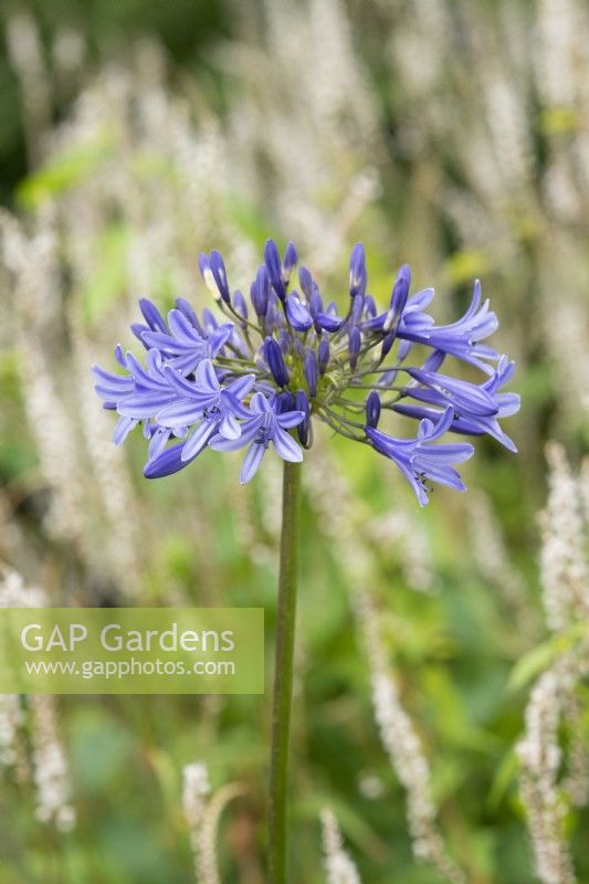 Agapanthus 'Loch Hope' - African lily
