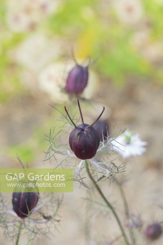 Nigella damascena 'Albion Black Pod' - Love in a Mist ornamental seed capsules