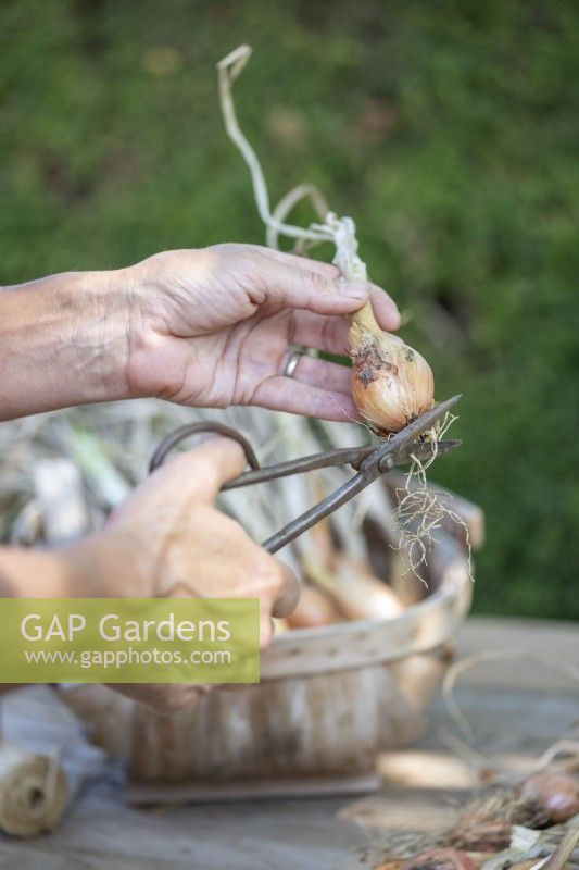Cutting the roots off of the bottom of the Shallots