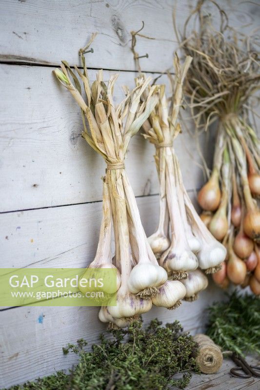 Garlic and Shallots hung up to dry