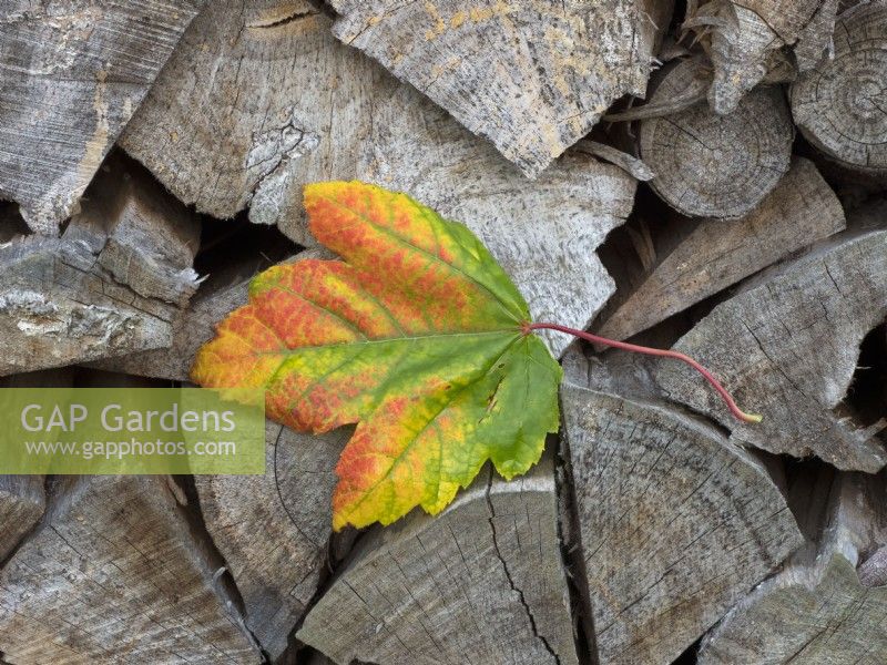 Red Maple Acer Rubrum leaf on cut log pile