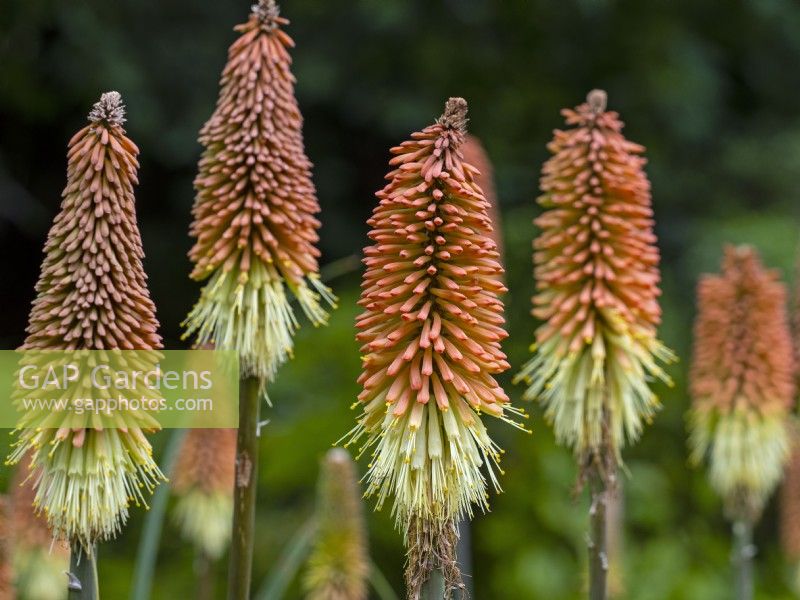 Kniphofia caulescens - Red Hot Poker Early September