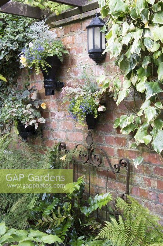 Wall planters made from Victorian grain pipes against old brick wall and metal gate with Dryopteris filix- mas 'Linearis Polydactyla', Cyrtomium fortunei- Japanese Holly Fern and Hedera
