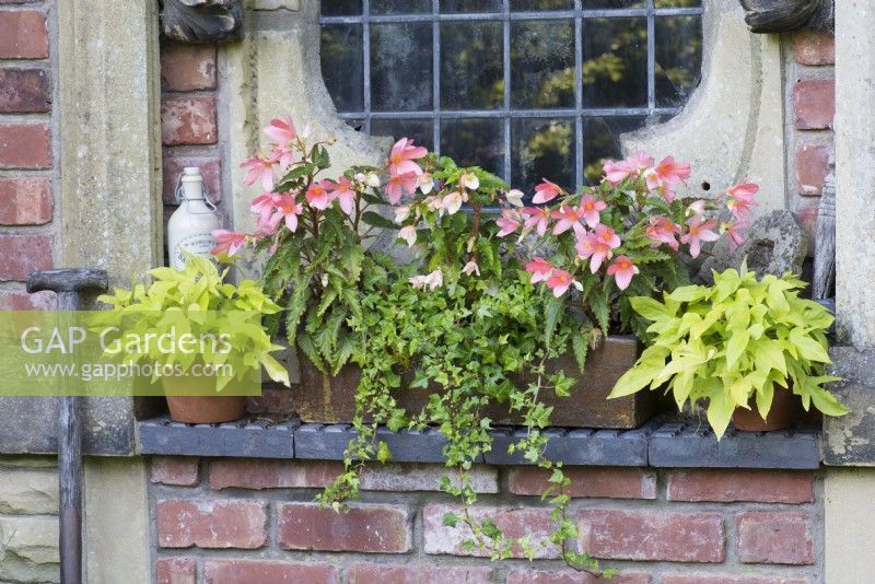 Recycled old pots with Begonia and Hedera against a recycled red brick wall and window