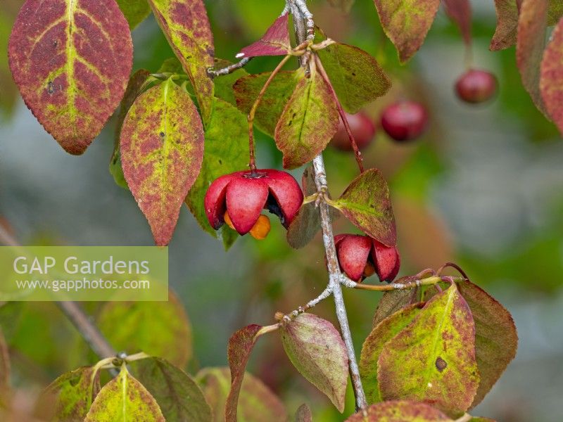 Euonymus oxyphyllus foliage and berries in early September