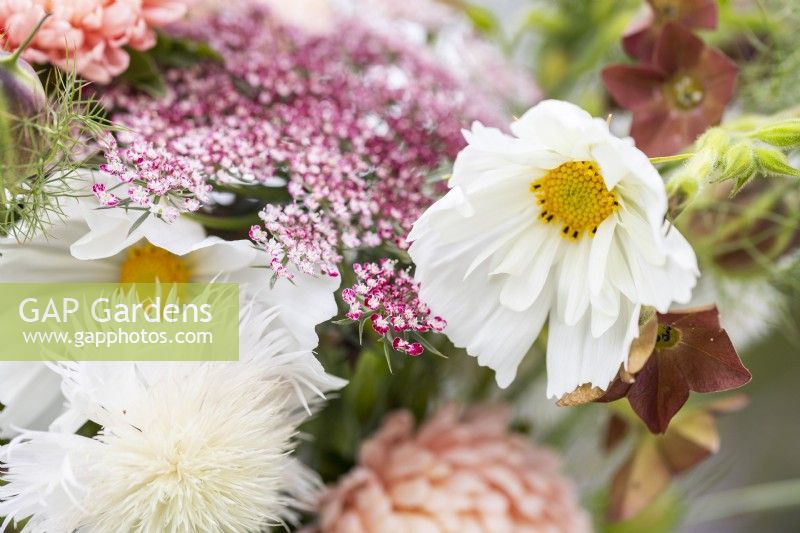Detail of bouquet with Cosmos 'Fizzy White', Daucus 'Dara', Amberboa 'The Bride'