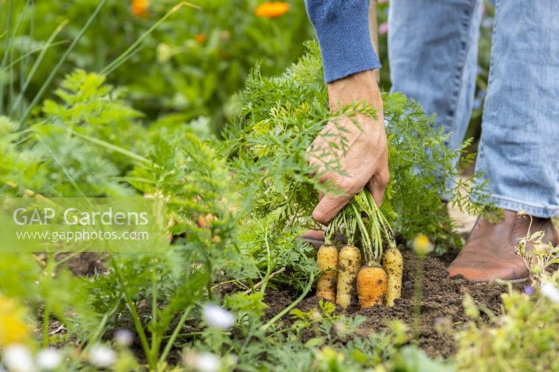 Pulling Rainbow carrots out of the ground