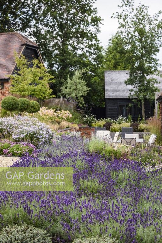 Mass planting of Lavandula angustifolia 'Hidcote' in a contemporary garden in July