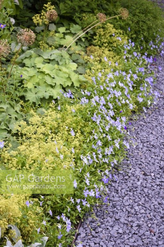 Edging of Viola 'Boughton Blue' with Alchemilla mollis in July
