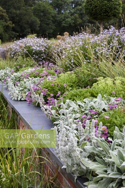 Planting above a retaining wall with slate top, includes Stachys byzantina 'Silver Carpet' and Erigeron glaucus 'Sea Breeze' in July.