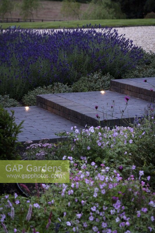 Contemporary garden at dusk with lights inset into steps of Lucca brick pavers surrounded by purple and pink planting of lavender, salvias and geraniums in July