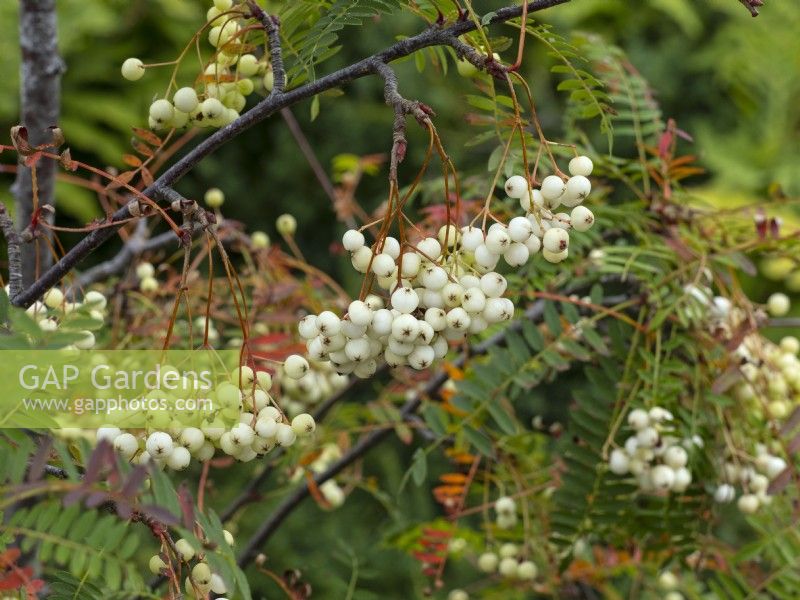 Sorbus eburnea - Shrubby Rowan  berries in Early September