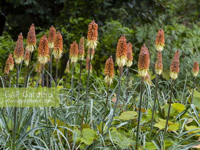 Kniphofia caulescens - Red Hot Poker Early September