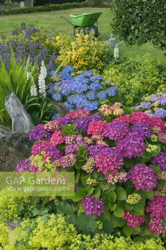 Hydrangeas with Alchemilla mollis  Ladies mantle in garden border