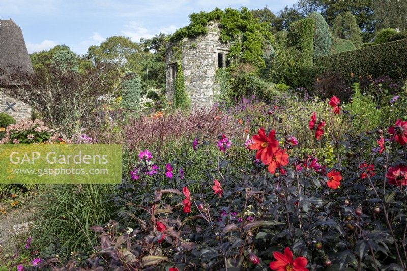 Late summer planting in walled garden, with Dahlia 'Bishop of Llandaff' and grasses. Ruin clothed in climbers.