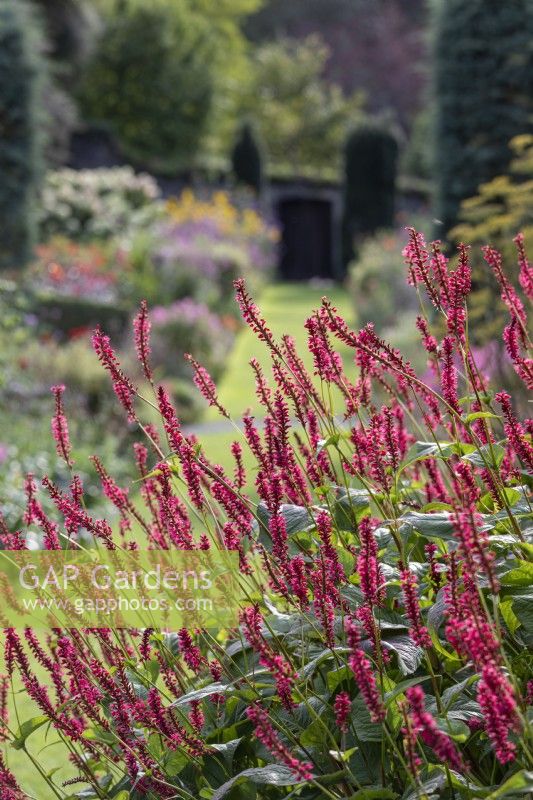 Persicaria amplexicaulia 'Taurus' edging long borders with grass paths between and 'pillars' of Cupressus arizonica 'Blue Ice'
