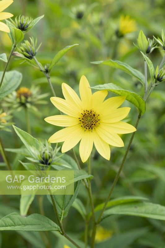 Helianthus 'Lemon Queen' - Sunflower