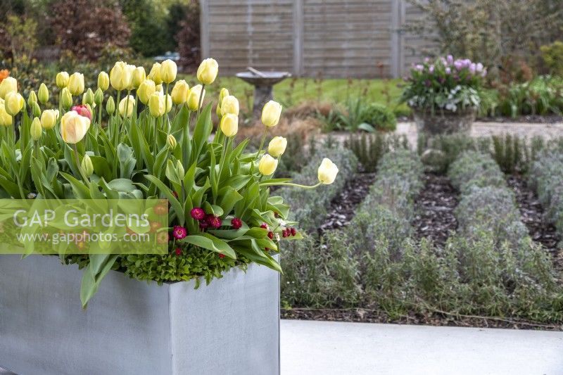 Modern galvanised container planted with Tulipa 'Grand Perfection', 'Ivory Floradale' and underplanted with Bellis perennis 'Carpet'.