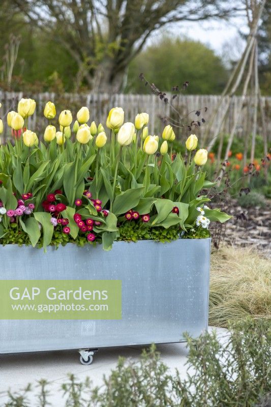  Modern galvanised container on wheels planted with Tulipa 'Grand Perfection', 'Ivory Floradale' and underplanted with Bellis perennis 'Carpet'.