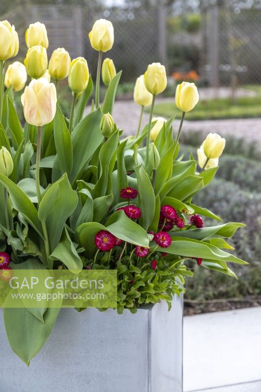Modern galvanised container on wheels planted with Tulipa 'Grand Perfection', 'Ivory Floradale' and underplanted with Bellis perennis 'Carpet'.