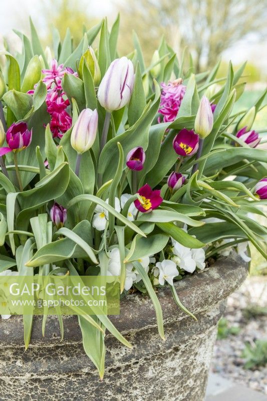 Container with mixed planting of Tulipa 'Flaming Flag', 'Persian Pearl', Hyacinthus 'Pink Pearl' and white Viola