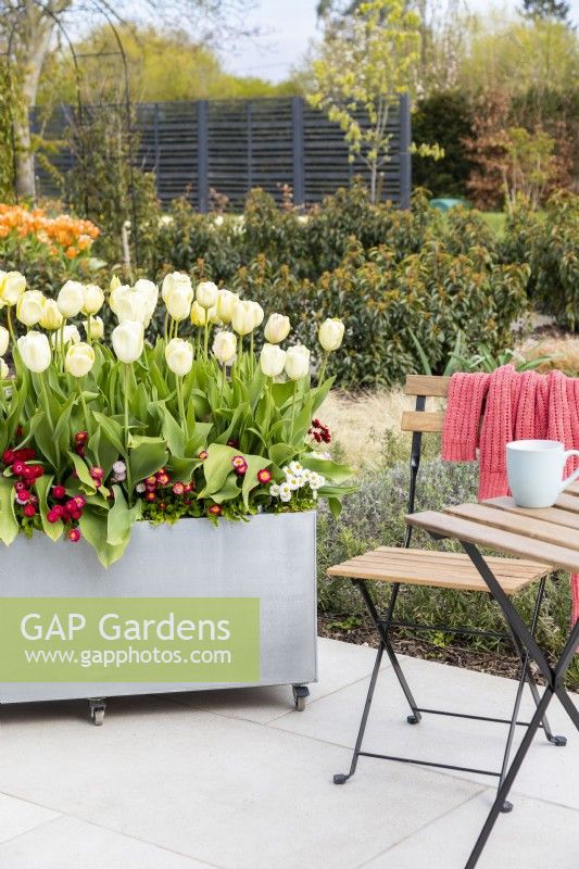  Modern galvanised container planted with Tulipa 'Grand Perfection', 'Ivory Floradale' and underplanted with Bellis perennis 'Carpet'.