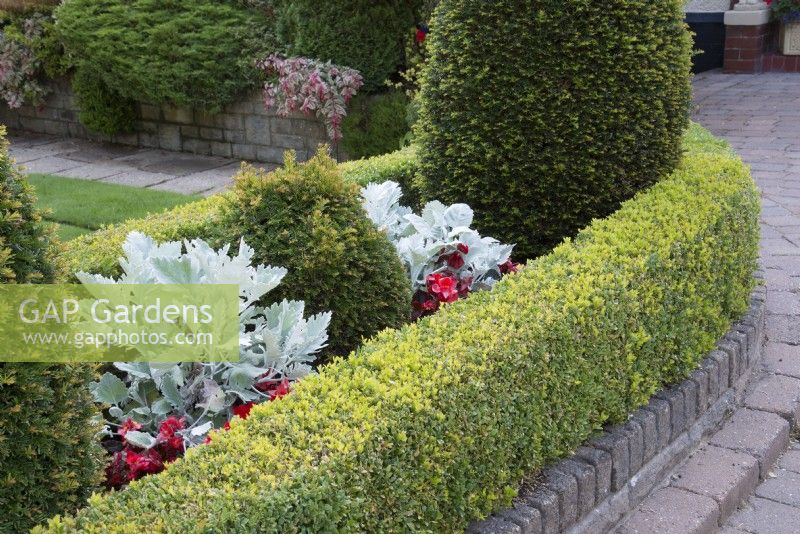 Clipped Buxus - Box- hedge around narrow bed with bedding and topiary