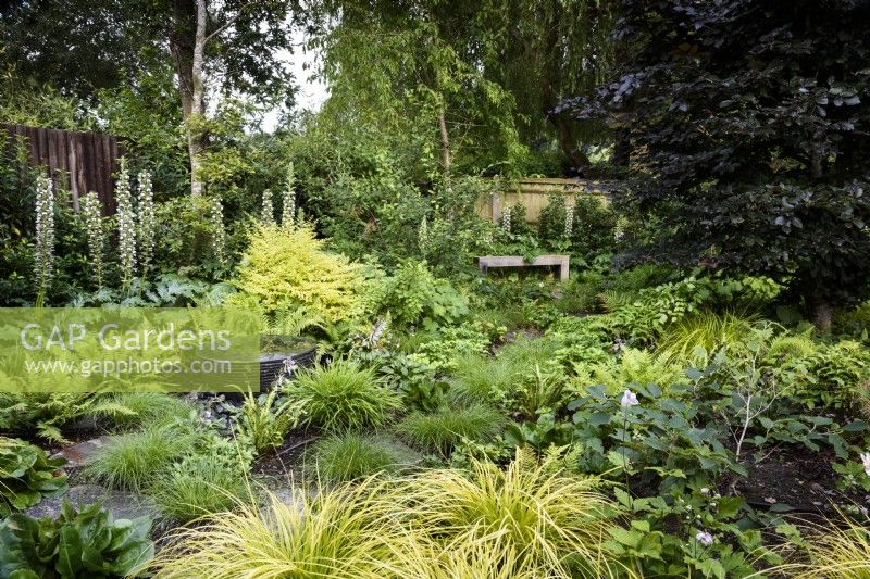 Woodland garden planted with golden Carex oshimensis 'Everillo' Evercolor Series, ferns and carex in July, surrounding a layered slate water feature.