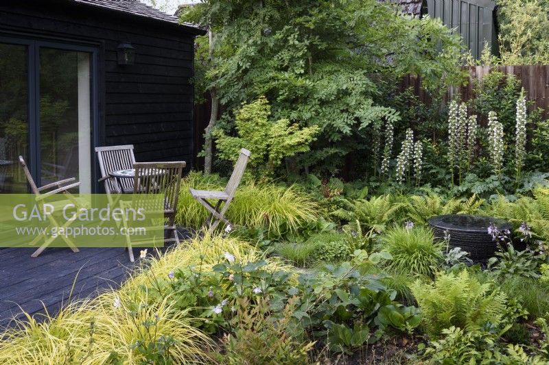 Shady garden planted with golden carex, acanthus, ferns and hostas in July
