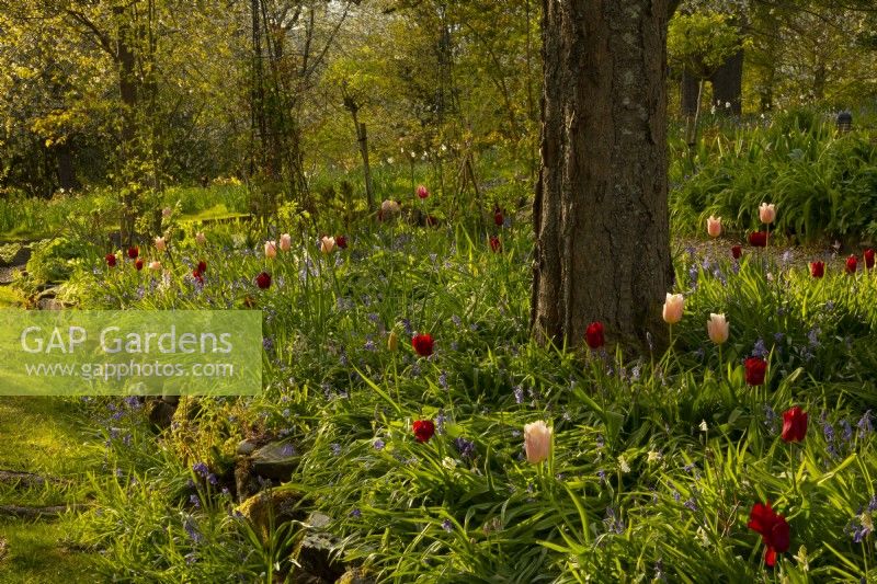 A raised border of Tulipa 'Apeldorn', Tulipa 'Apricot Pride' and Hyacinthoides non scripta -English Bluebells