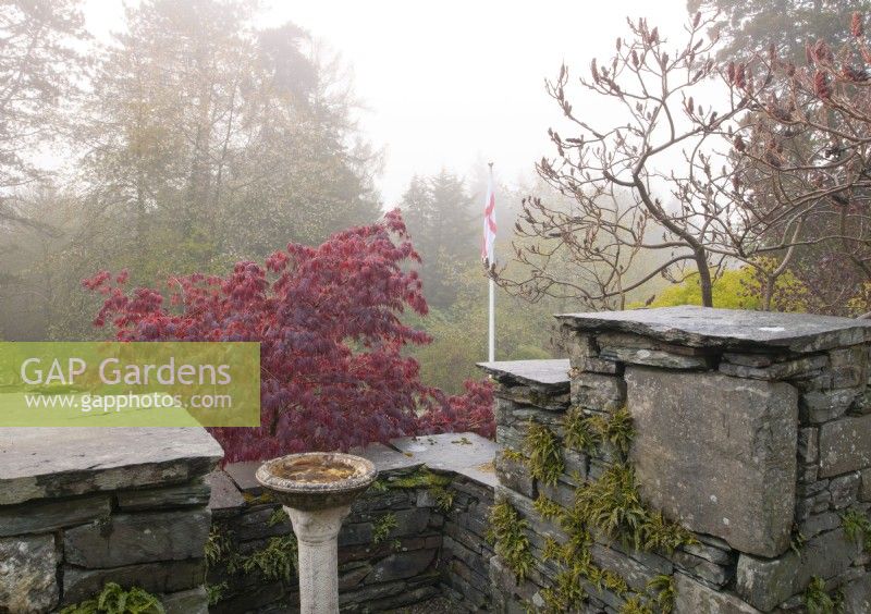 Acer palmatum 'Garnet' next to a stone wall on a misty morning at High Moss