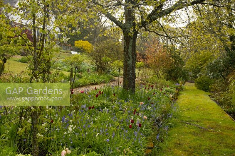 A border of Tulipa 'Apeldorn', Tulipa 'Apricot Pride' and Hyacinthoides non scripta - English Bluebells along a lawned path under a Prunus tree