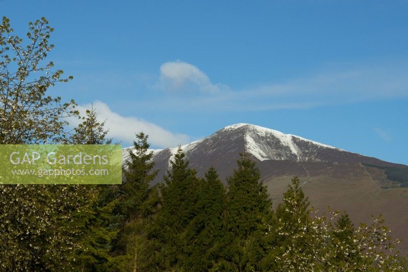 Snow covered Grisedale Pike above conifer trees viewed from the terrace at High Moss in May