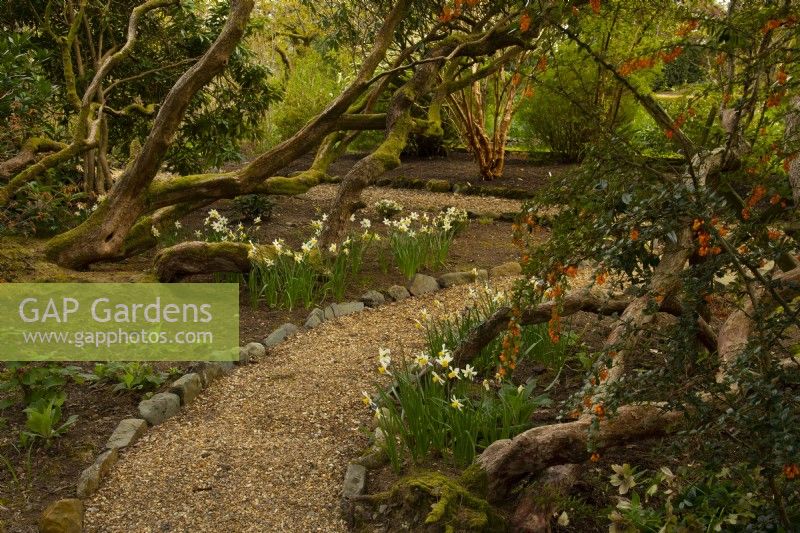 Stone edged gravel paths through borders of Narcissus and Berberis trigona underneath Rhododendron branches.