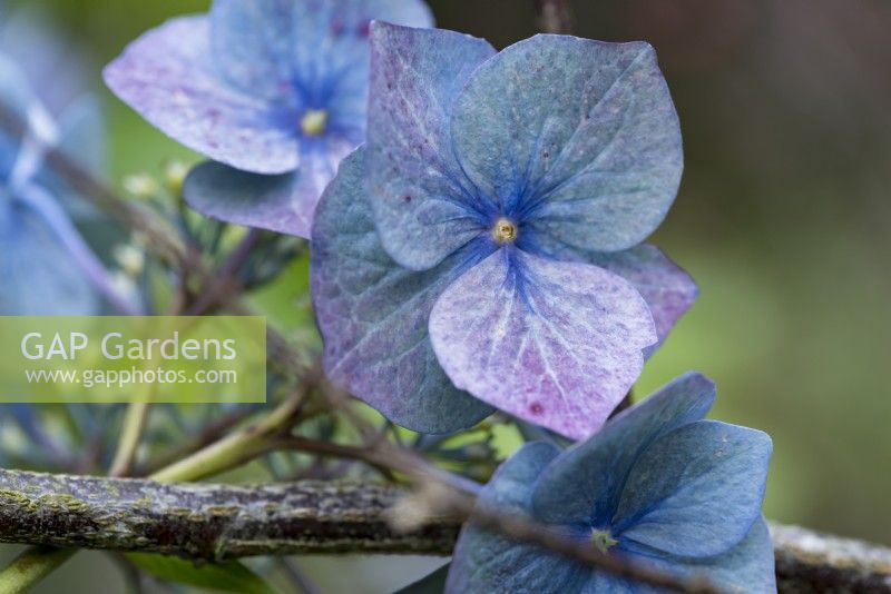 Blue Hydrangea macrophylla 'Blaumeise' flowers.