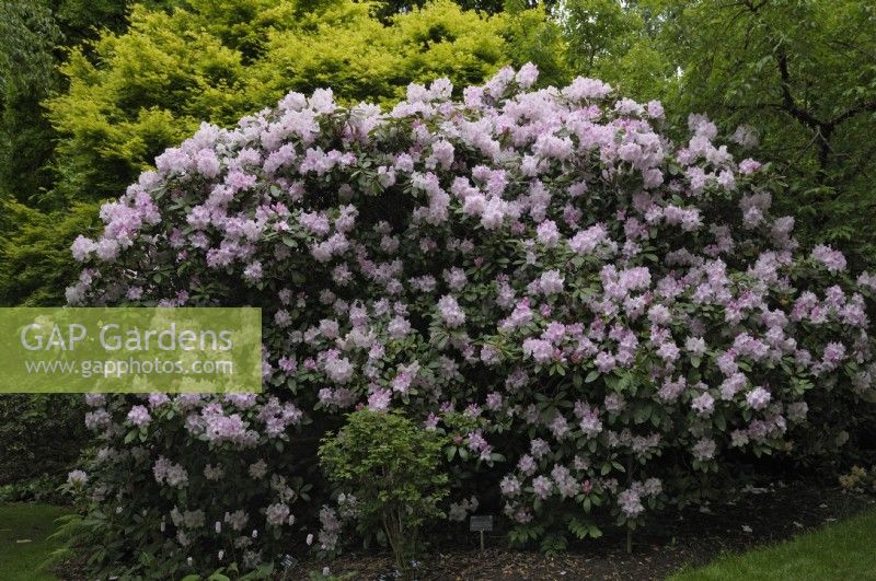 Rhododendron 'Mrs Charles E. Pearson' AGM
