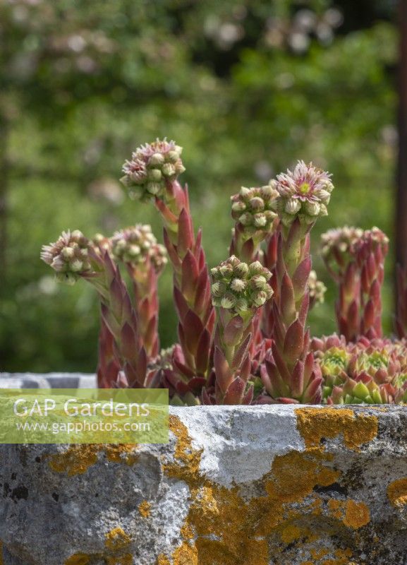 Sempervivum plants flowering in concrete pot