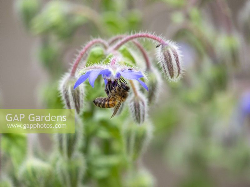 Bee feeding on borage flower