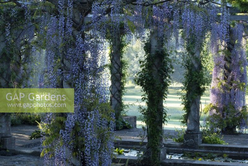 Wisteria floribunda 'Macrobotrys', entwined around the stone pillars surrounding an oblong pool on the Harold Peto pergola at West Dean Garden, in Sussex.
