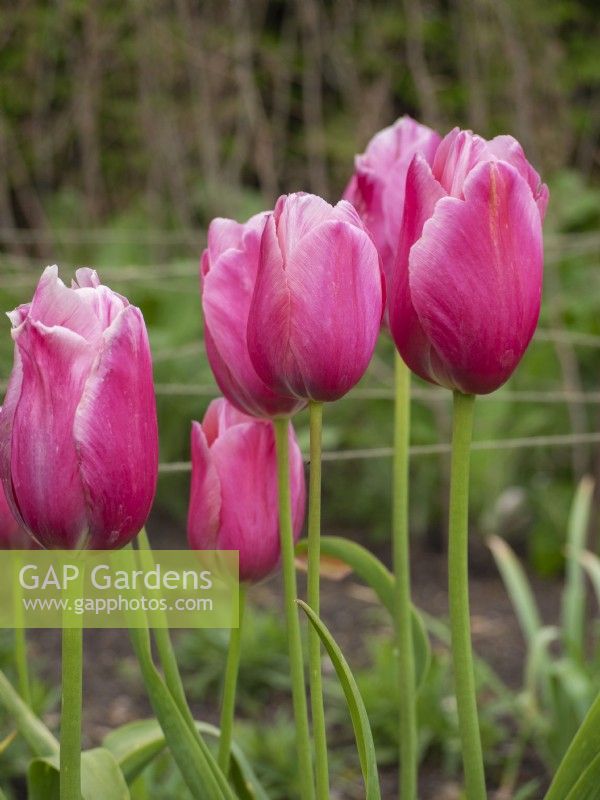 Tulipa 'Grand Cru Vacqueras'