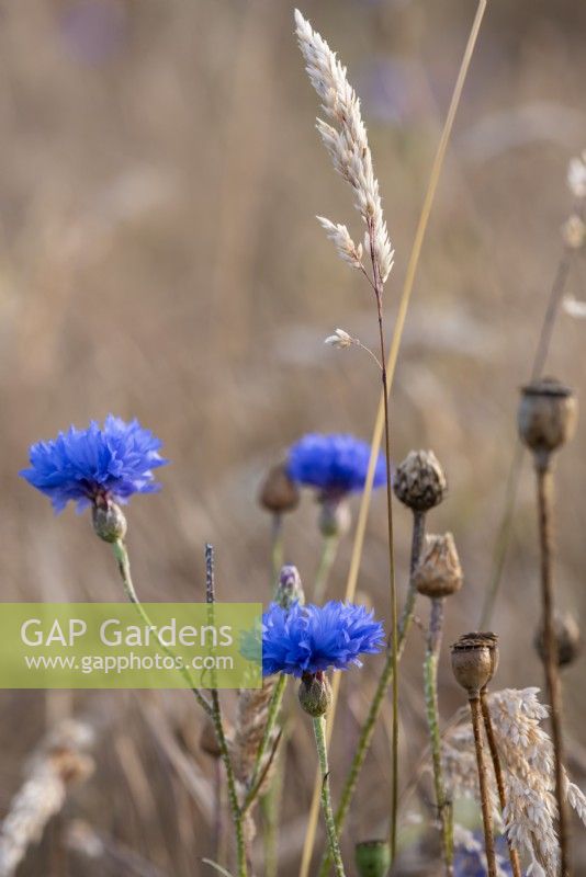 Brilliant blue Centaurea cyanus - cornflowers.  A summer annual, which was once a common agricultural weed.  It is now added to wild flower seed mixes and is perfect to grow in a cutting garden.
