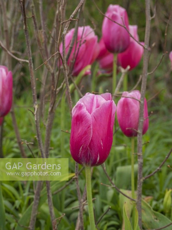Tulipa 'Grand Cru Vacqueras' growing between hazel twigs used for summer perennial support
