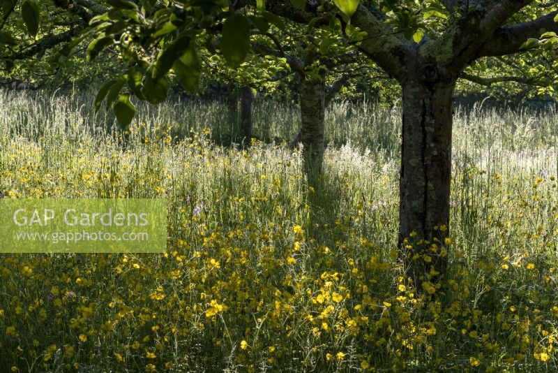 Ranunculus - Buttercups, growing beneath the apple trees in the orchard at West Dean Gardens.