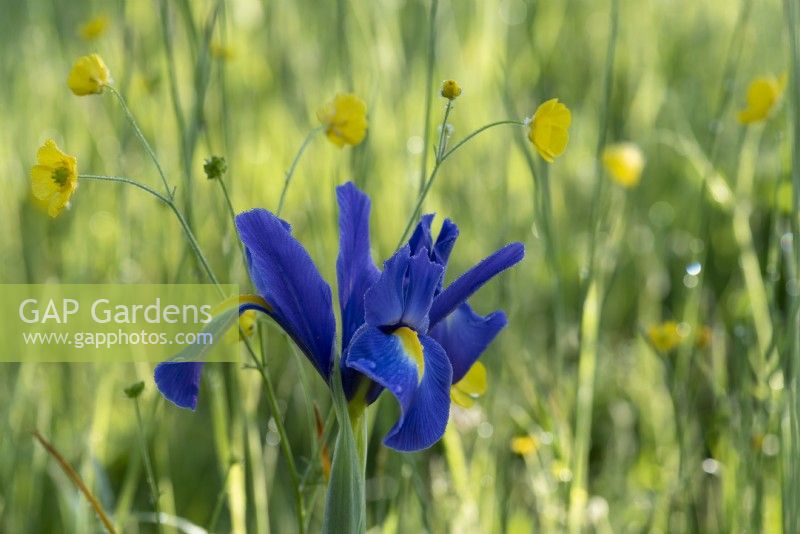 Iris x hollandica growing amongst the Ranunculus - buttercups and long grass.  This iris is also known as the Dutch Iris and comes into flower as the tulips begin to fade in late May.