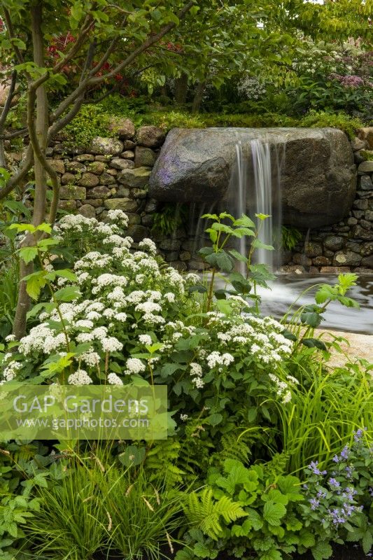 A waterfall flowing over a rock into a pool surrounded by trees and naturalistic planting including Viburnum opulus roseum, crataegus monoggyna, grasses and ferns in the Psalm 23 Garden.