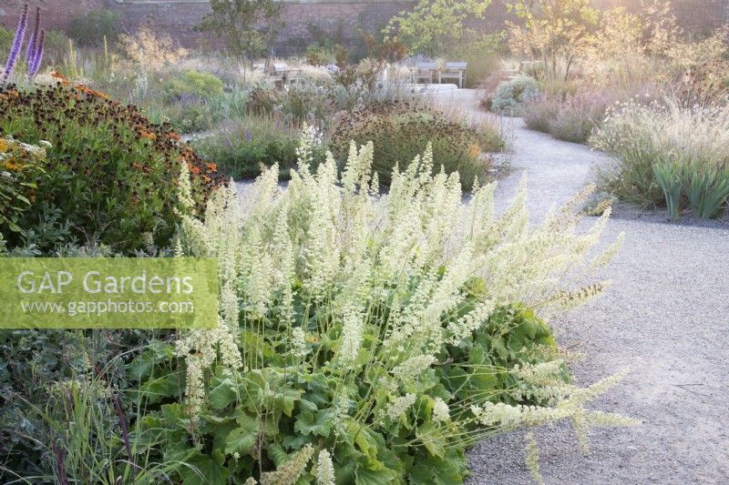 View of the Mediterranean area in the contemporary walled Paradise Garden, in Autumn. Planting includes Heuchera villosa 'Autumn Bride', asters and grasses 